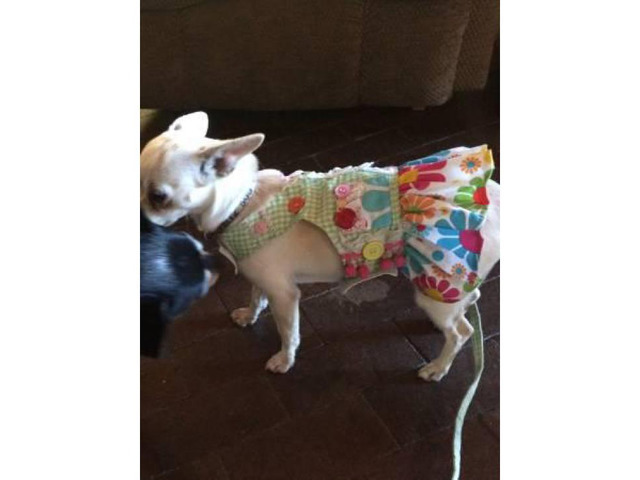 Lovely personality Chihuahua Puppies for Adoption