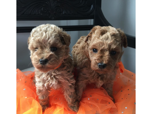 1 male and 1 male left