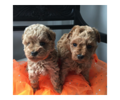 1 male and 1 male left