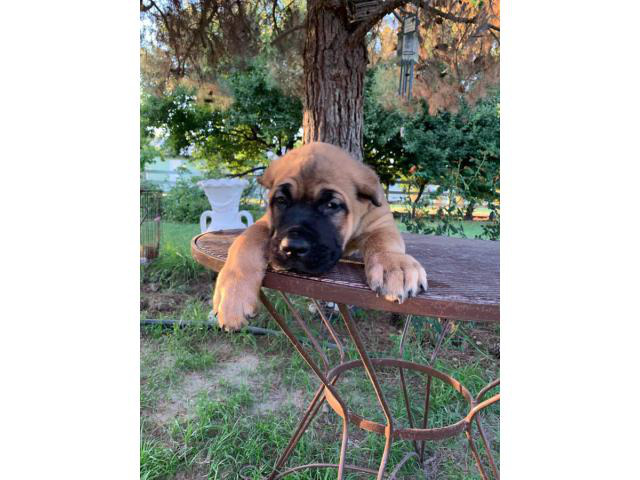 Stunning ICCF fully registered Cane Corso puppies