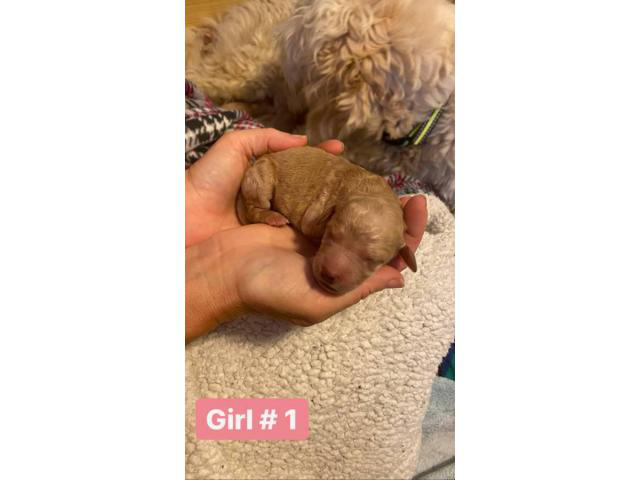 6 girls and 5 boys Goldendoodle puppies available
