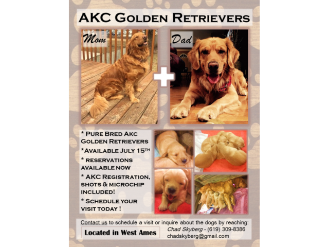 AKC Golden Retrievers