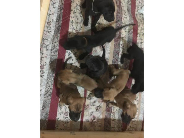 Great Dane puppies available for sale