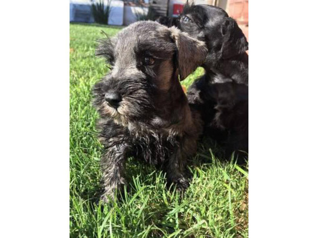 Mini Schnauzer pups