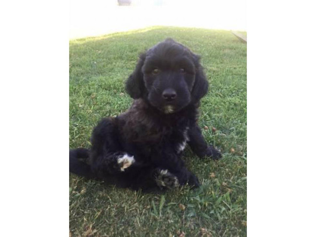 2 CKC Registered Goldendoodles for sale or adoption