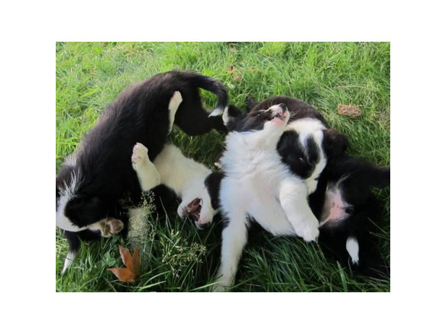 Purebred Farm Raised Border Collie Puppies