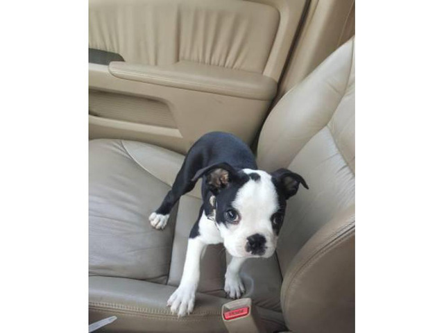 3 month old Male Boston terrier puppy