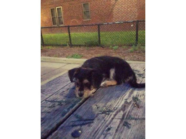 Morkie for sale  1 female available Ready for their forever home