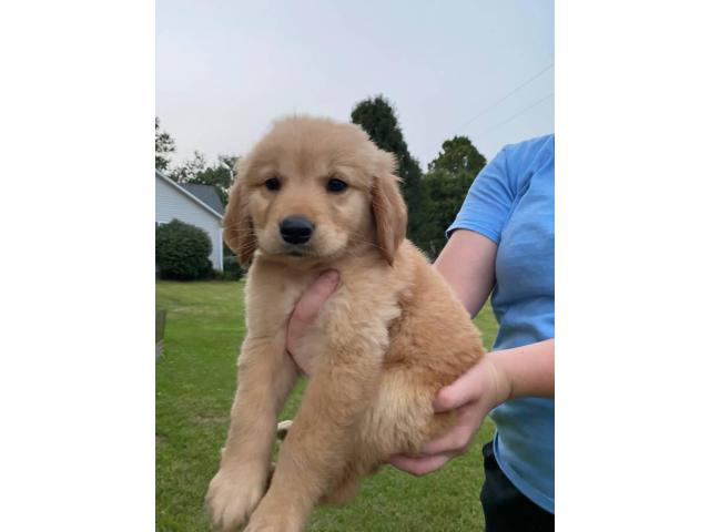7 weeks old golden retriever puppies for sale