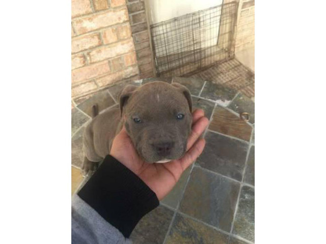 Ukc purple ribbon pocket Bully puppy