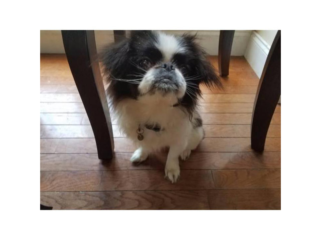 Purebred Japanese Chin puppy registered with paper work