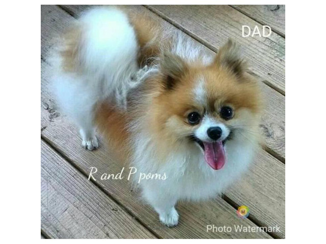 10 weeks old Orange Sable Pomeranian Puppy