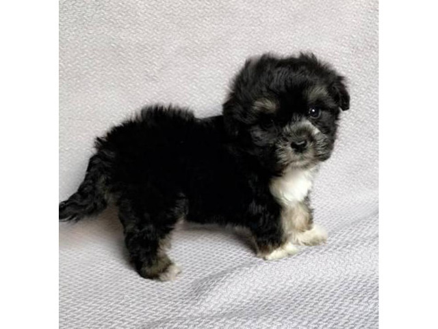 Teacup Maltese yorkie mixed morkie hypoallergenic puppies