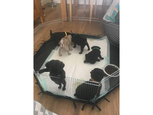 6 gorgeous pugs for sale