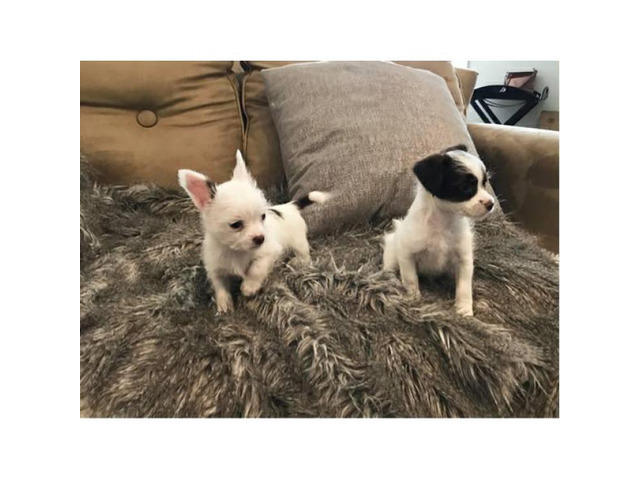 Chorkie puppies for adoption