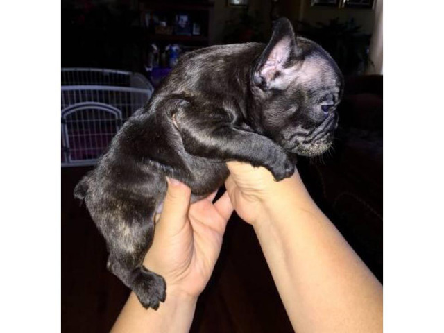 2 males and 2 females AKC French Bulldogs