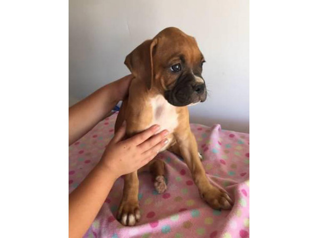 Boxer puppies purebred