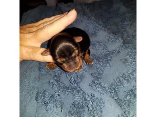 Yorkie Puppies 5 Availables