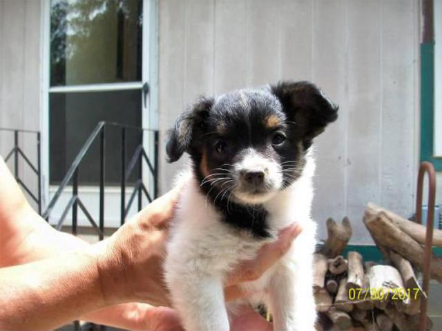 Papillon Puppies - 3 Males Left
