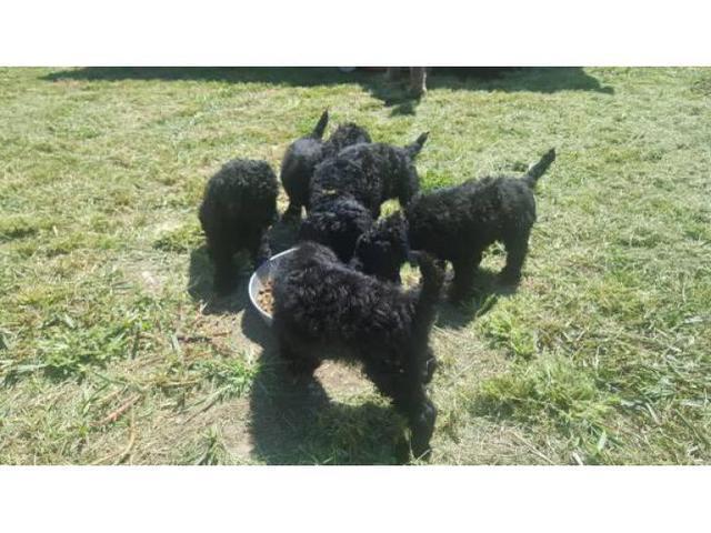 Standard Poodle puppies available to new homes