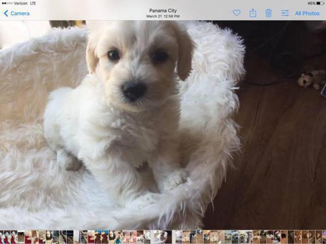 Bich-Poo adorable little puppies for sale