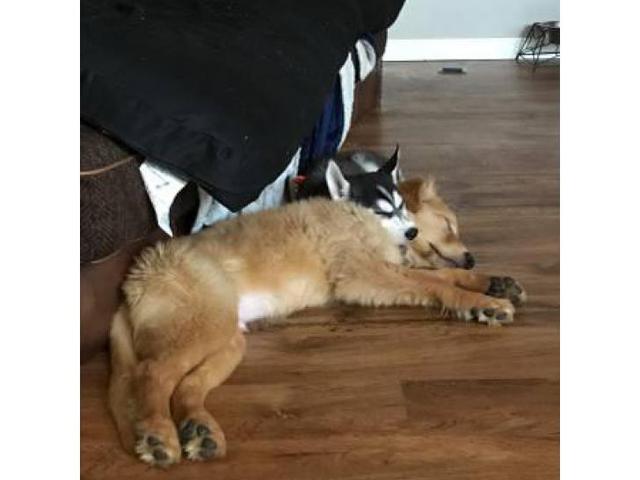 Gorgeous ocean blue eyes Siberian husky puppy for sale