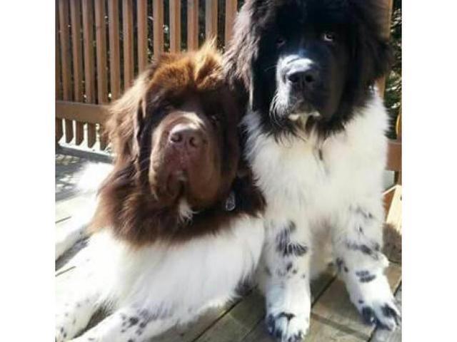 Newfoundland puppy for sale Comes from a family home