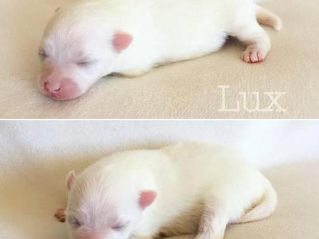 Purebred Pomeranians with AKC/CKC registration