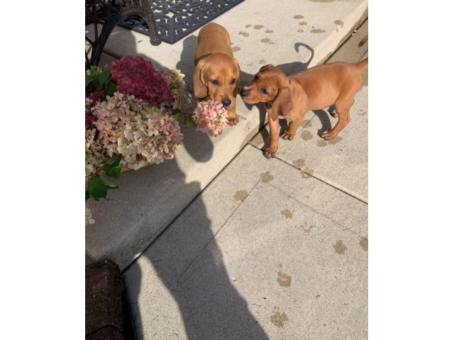 8 weeks old playful redbone coonhound