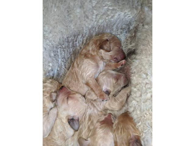 9 gorgeous F1b Goldendoodles puppies
