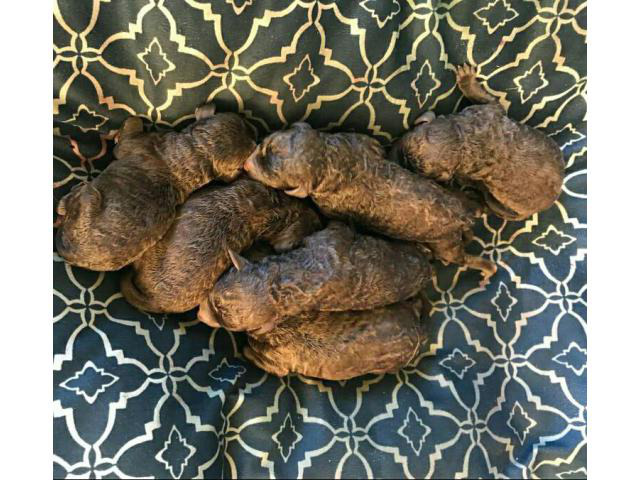 6 AKC papered Chesapeake Bay Retrievers puppies for sale