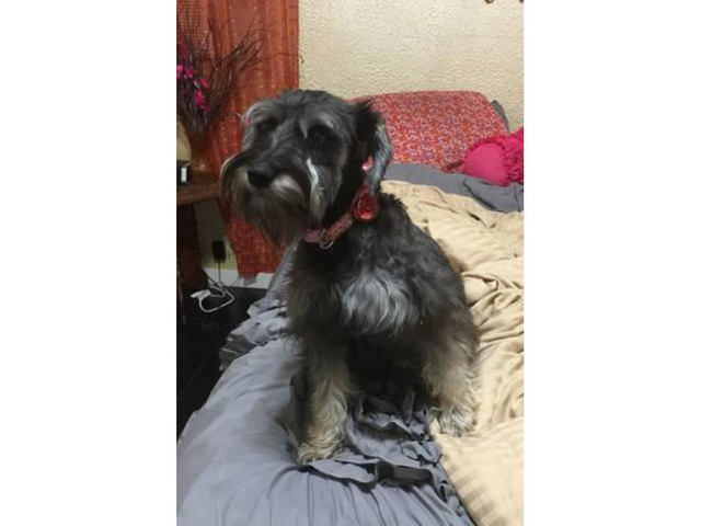 Miniature schnauzer male puppy