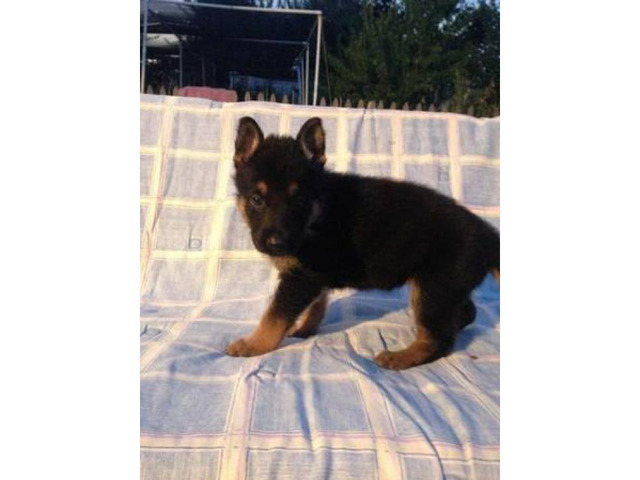 5 AKC German Shepherd Puppies come from AKC / CKC bloodlines