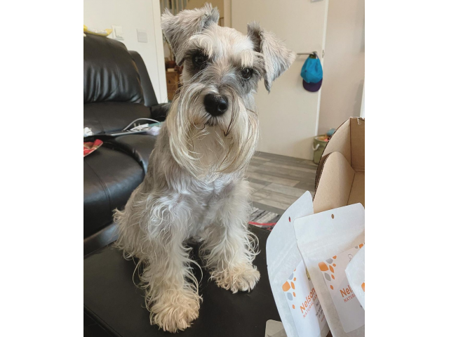 Miniature Schnauzer Puppies