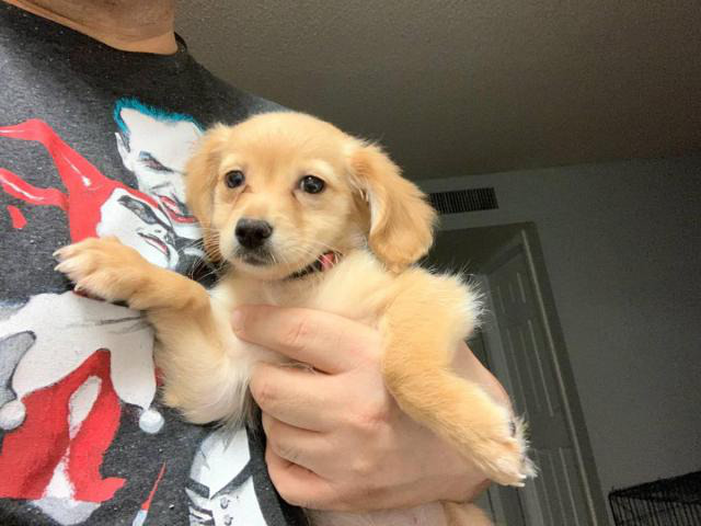 Papillon Chihuahua Mix puppy