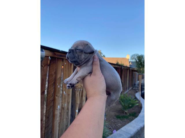 Frenchie puppies litter