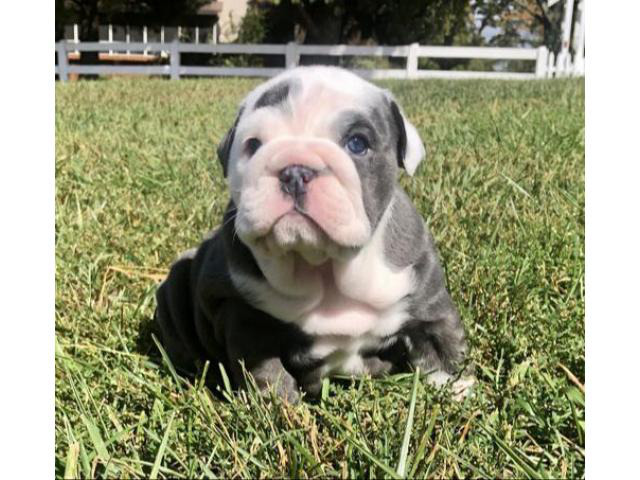 Tiny bulldog puppies For adoption