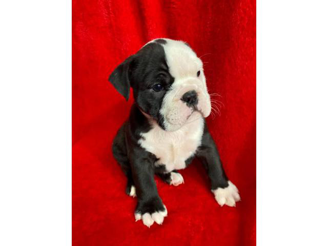 4 English bulldog puppies for sale