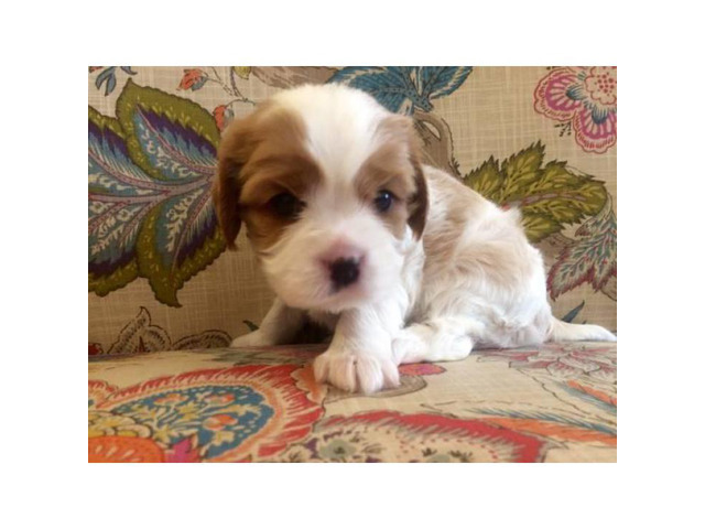 2 adorable Cavalier puppies available for adoption.
