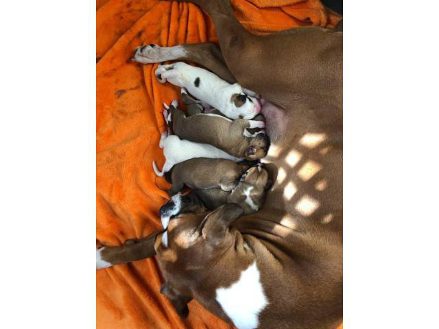 6 Boxer Puppies Available