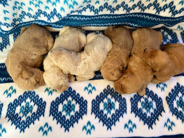 1 boy and 5 girs Goldendoodle puppies for sale