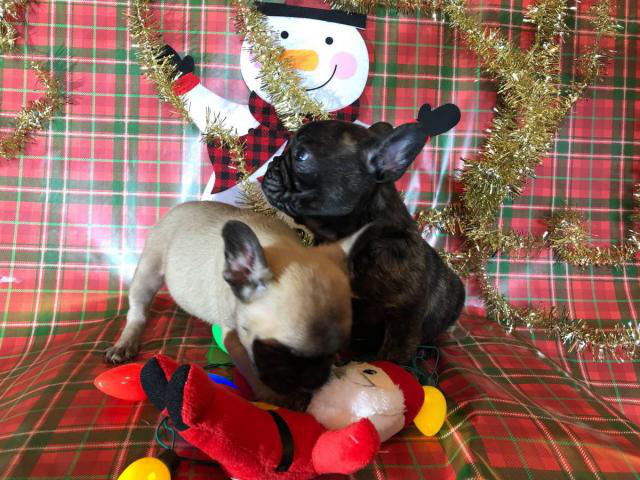 2 Super cute French bulldog puppies for sale