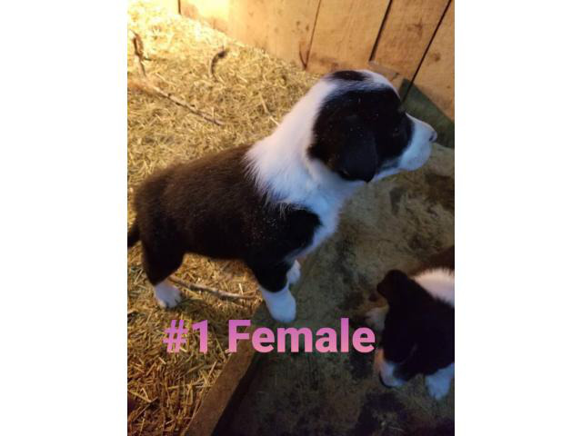 Six Border Collie Puppies for sale