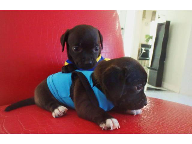 2 adorable Chiweenie puppies for adoption