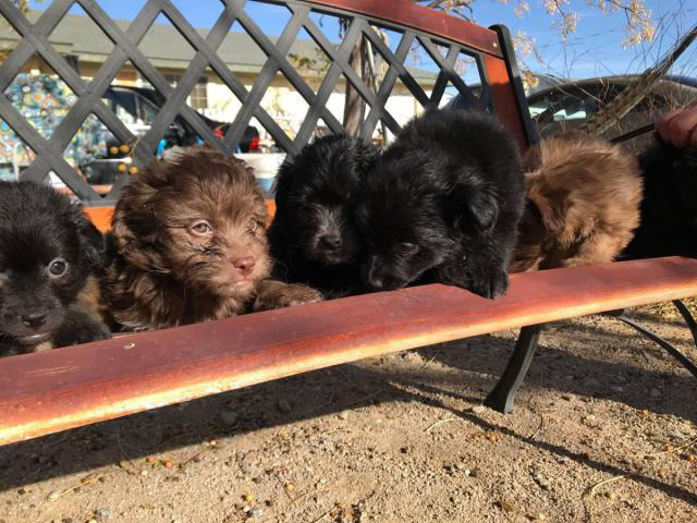 6 Maltipom puppies for sale