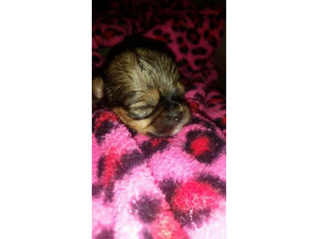 Shih-poo designer hybrid puppies available