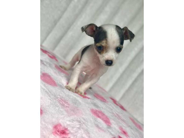 3 males 1 female Purebred applehead chihuahua puppies for sale