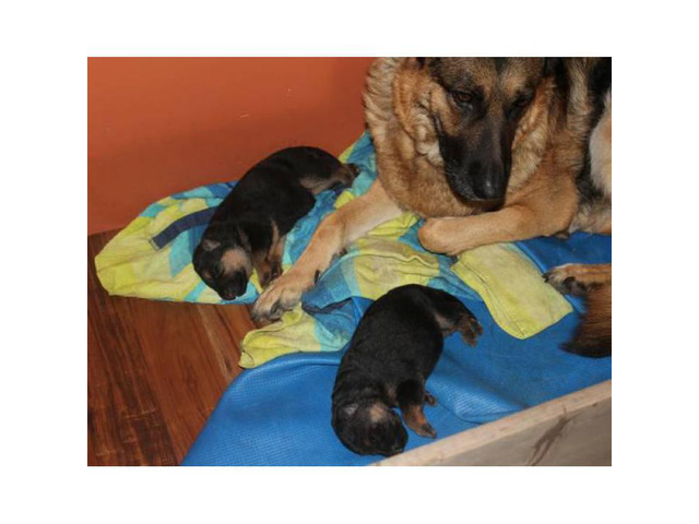 Pure German Shepherd Puppies with paper