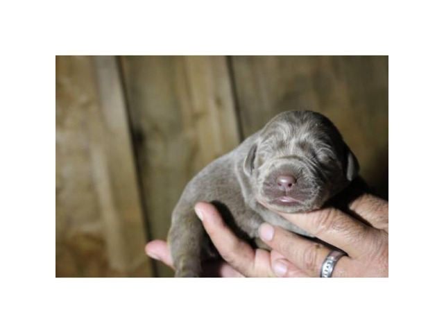 9 Silver Lab Puppies for Sale