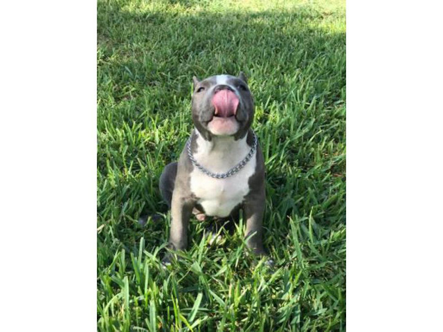 A litter of American bully pups 7 puppies, 2 males and 5 females